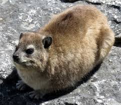 hyrax login reward animal