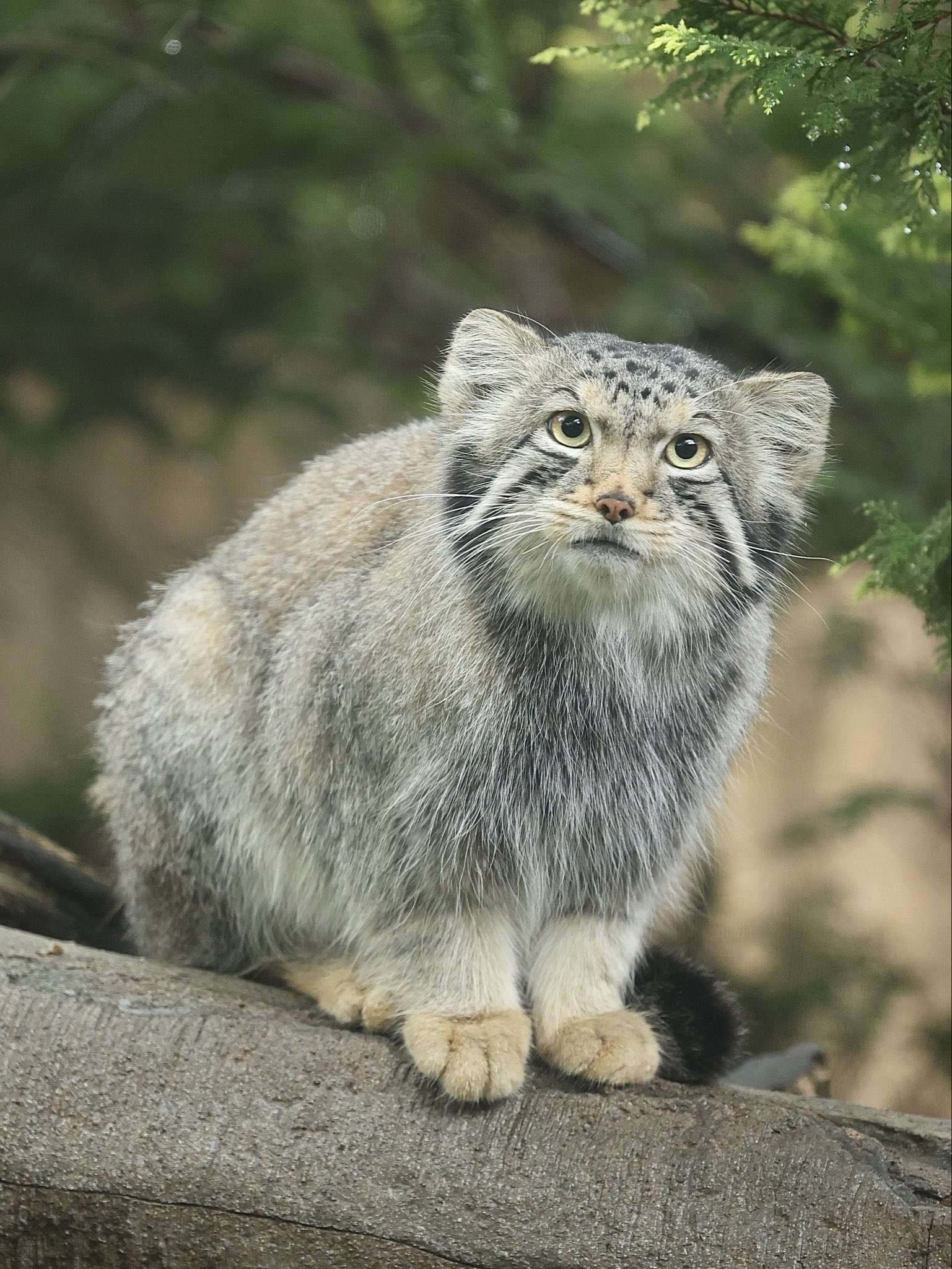 manul