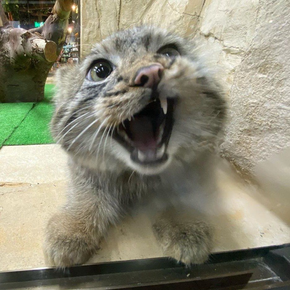 manul ? ?? 
