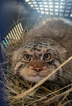 manul w gniazdo