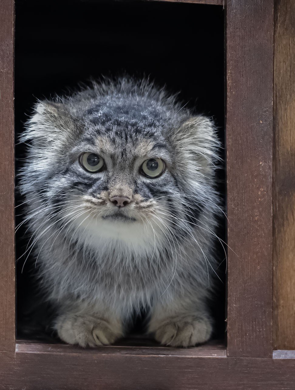 manul ciekawy