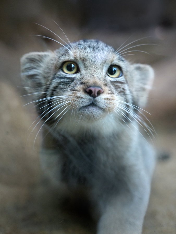 manul dziwny