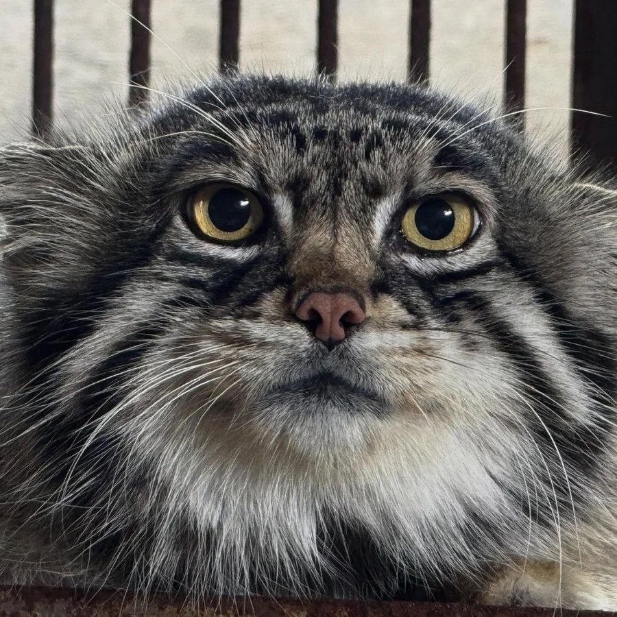 manul naburmuszony