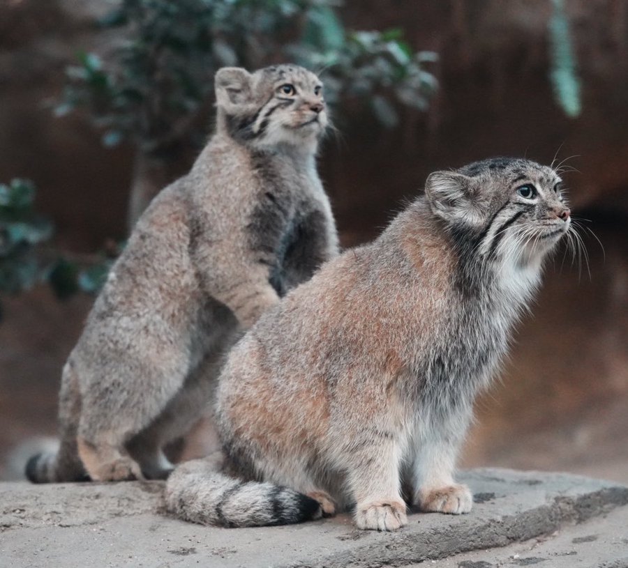 2 manul