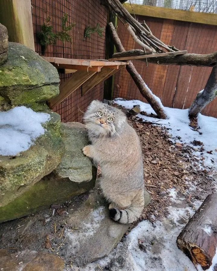 manul wspinacz