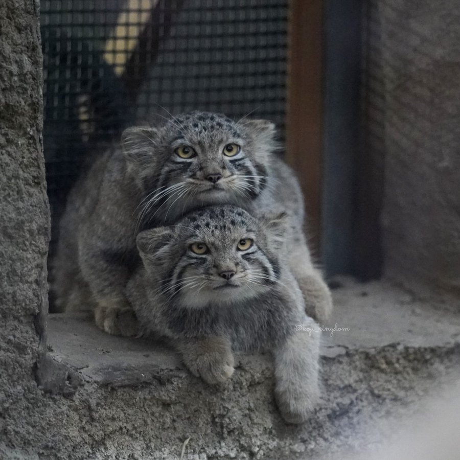 manul kanapka