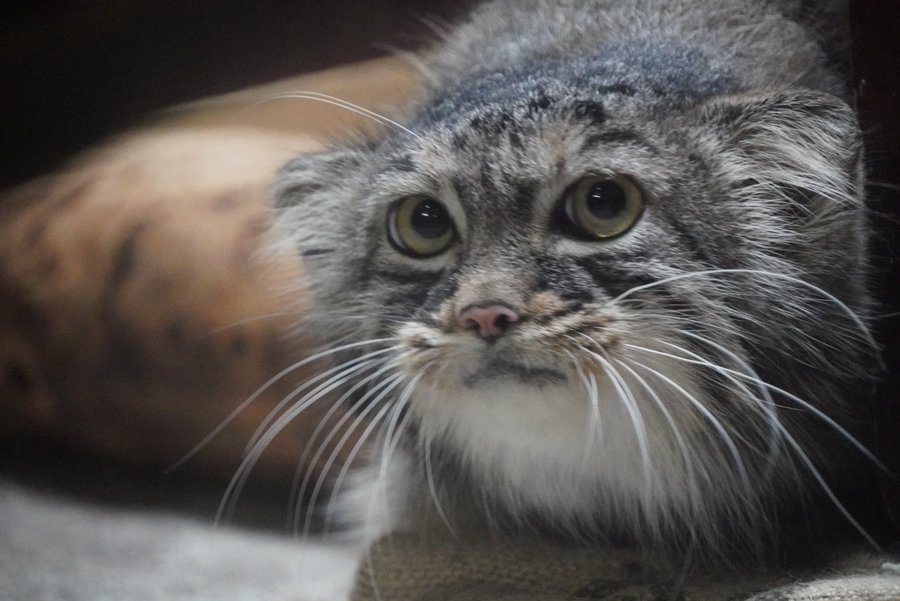 manul pytanie