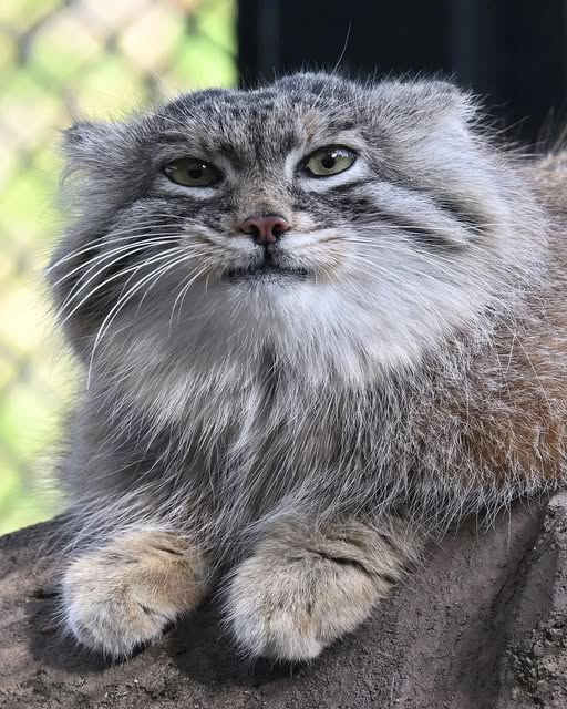 manul zesty