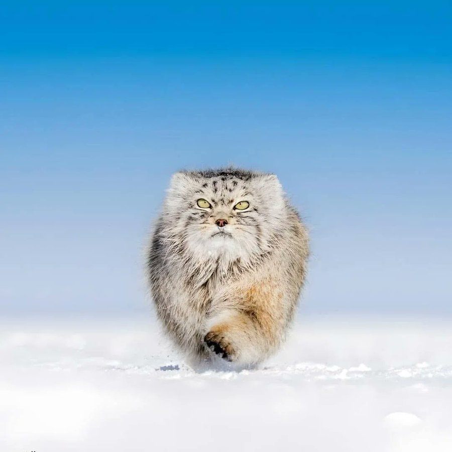 manul spacer