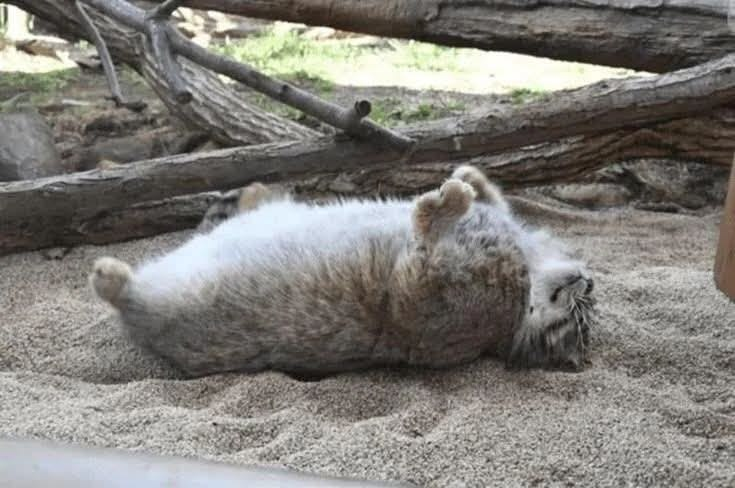 manul drzemka