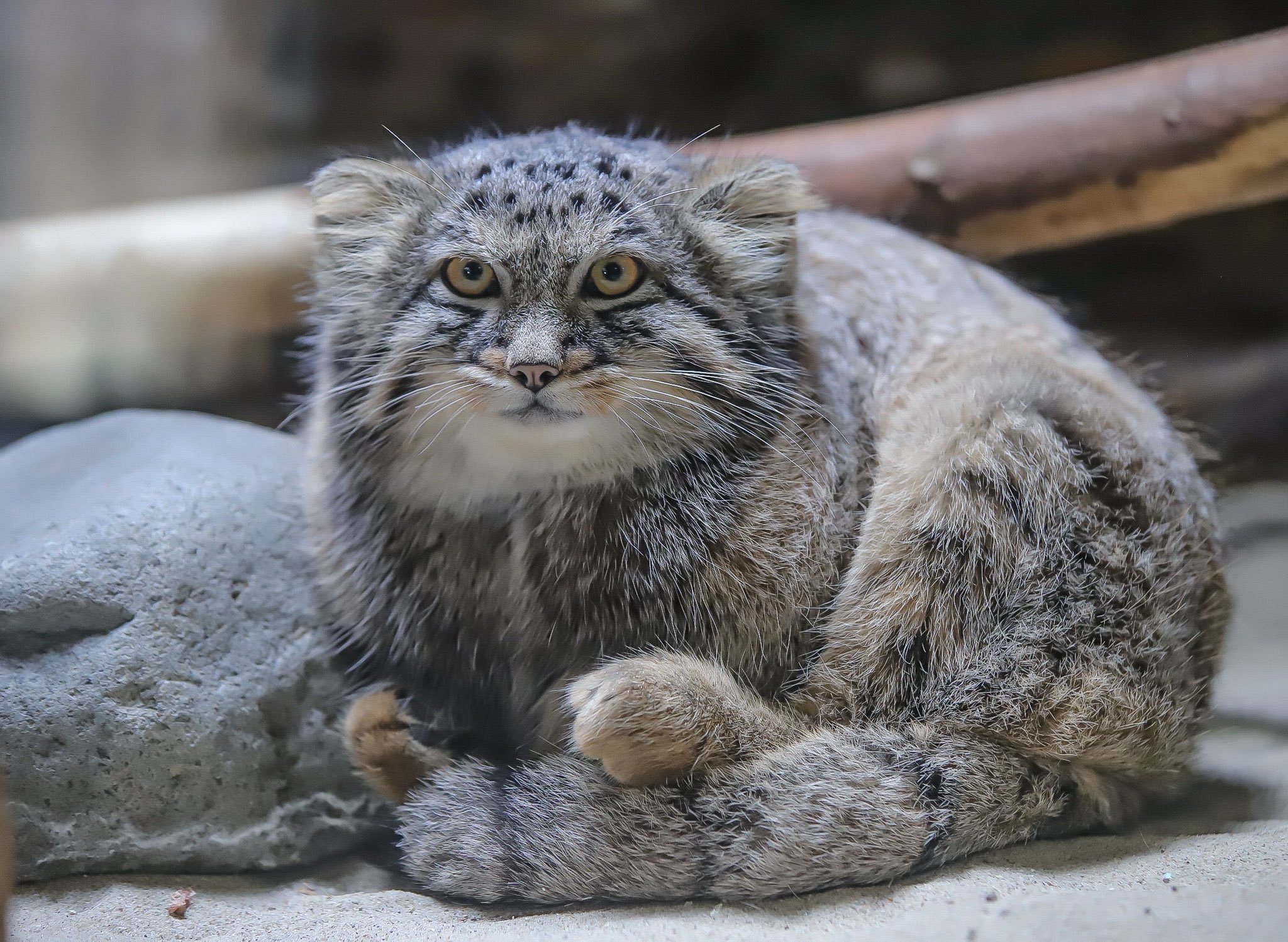 manul zberezny