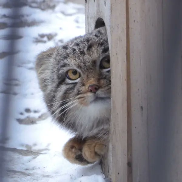 manul ciekawski