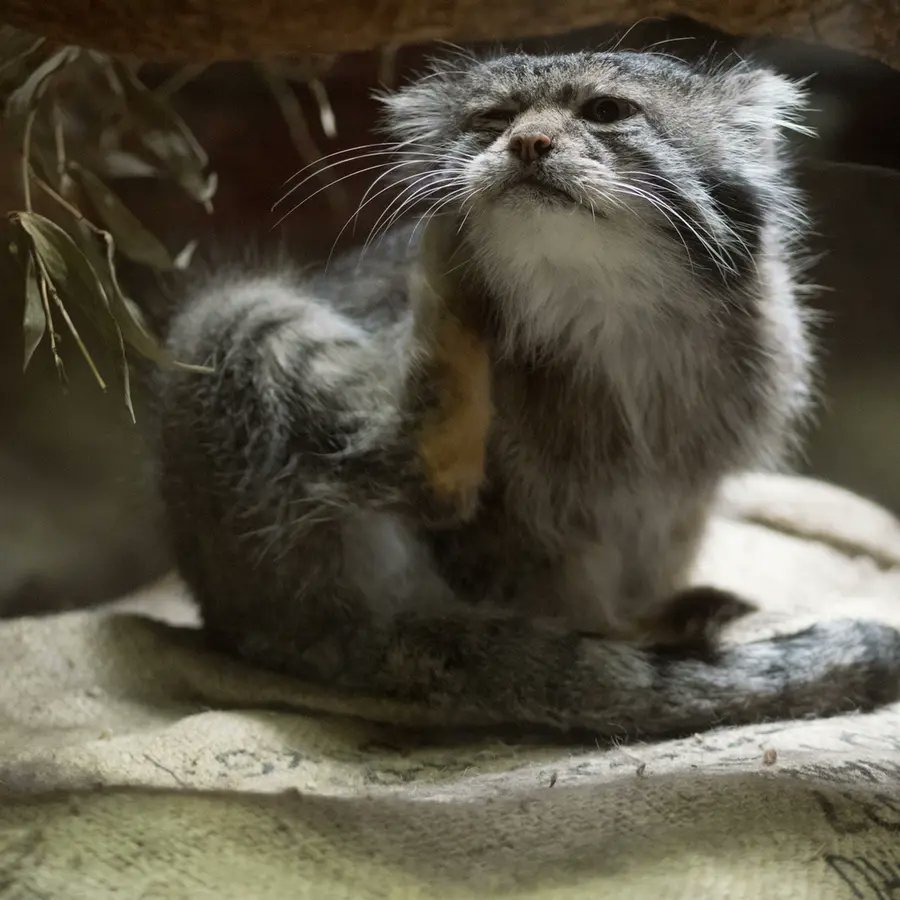 manul sie drapie