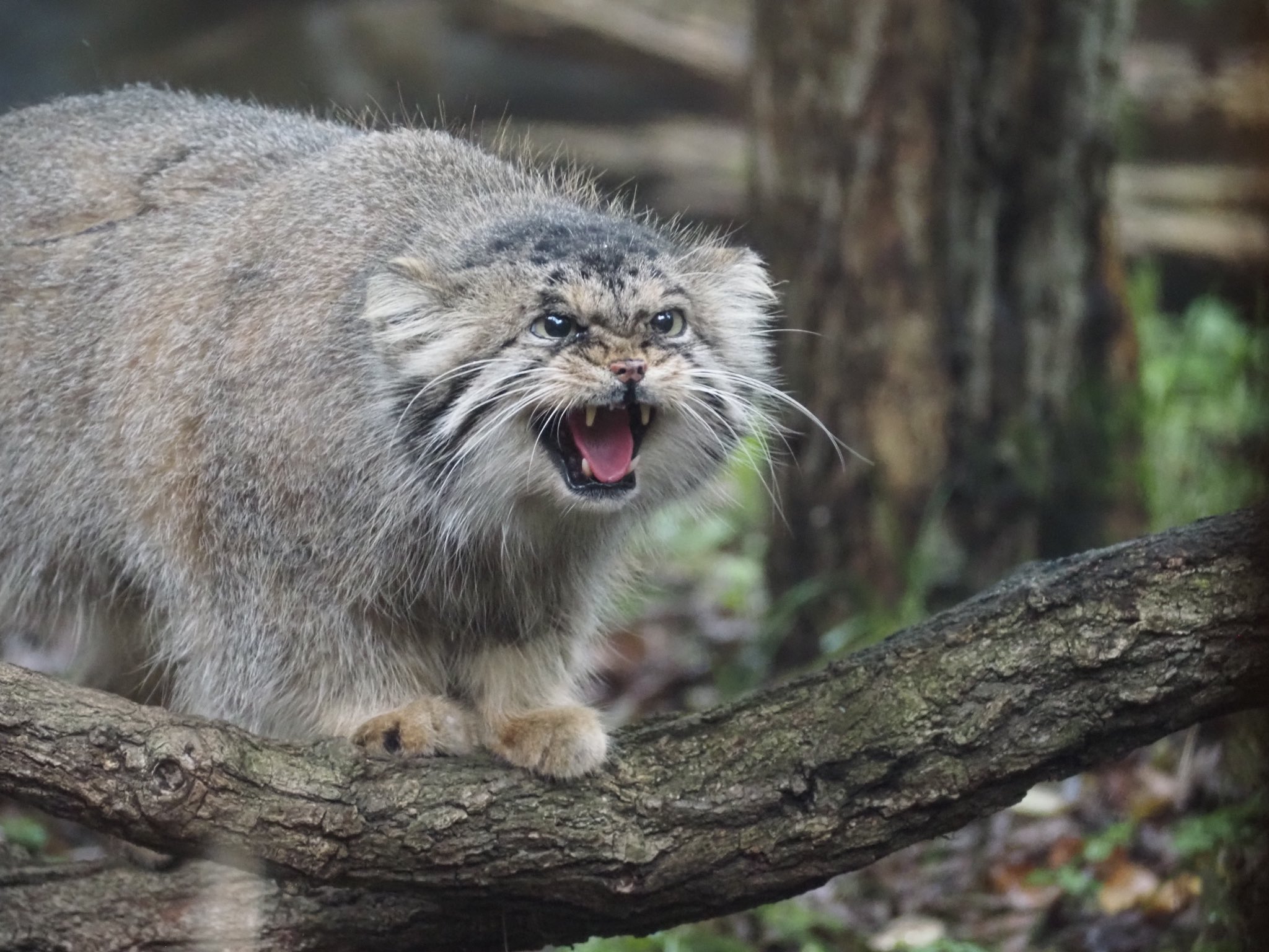 grozny manul