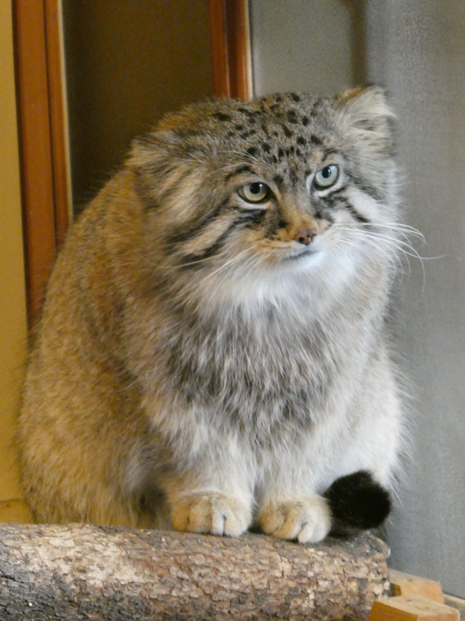 rownie zberezny manul