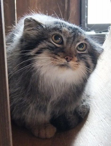 goated manul